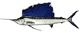 SAILFISH