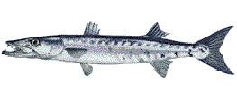 GREAT BARRACUDA