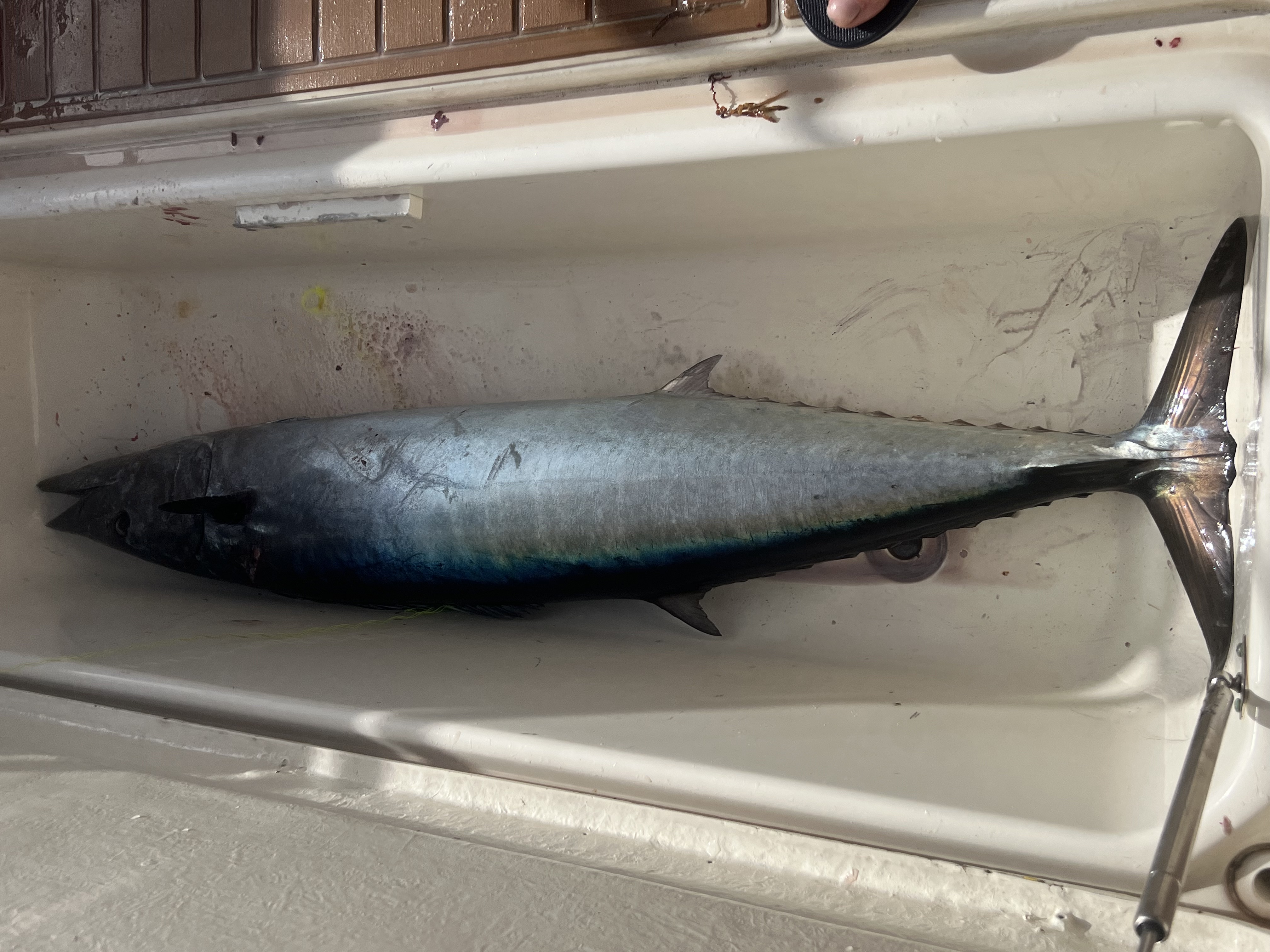 Prise de wahoo à bord